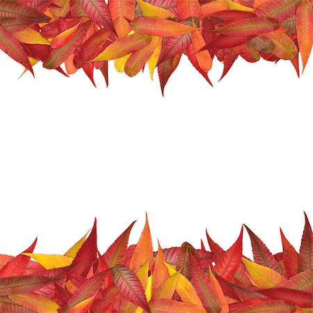 studio023 (artist) - Colorful autumn leaves isolated on white background Stockbilder - Microstock & Abonnement, Bildnummer: 400-07832883