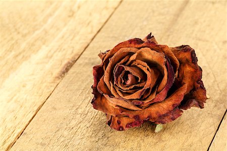 Dried flower of rose shown on the background of stained plank Foto de stock - Royalty-Free Super Valor e Assinatura, Número: 400-07832917