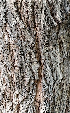 Natural Wood Texture Background close-up Stock Photo - Budget Royalty-Free & Subscription, Code: 400-07833375