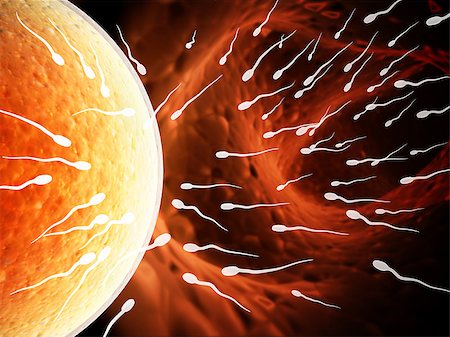 simsearch:614-00776604,k - Spermatozoons, floating to ovule Stock Photo - Budget Royalty-Free & Subscription, Code: 400-07833636