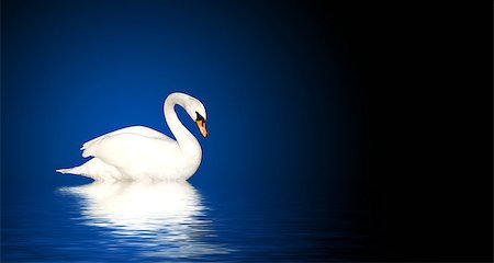 simsearch:400-05232970,k - Mute swan on blue background Photographie de stock - Aubaine LD & Abonnement, Code: 400-07833656