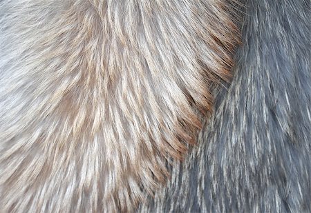 renard argenté - Fur of polar fox of different colors Photographie de stock - Aubaine LD & Abonnement, Code: 400-07833650