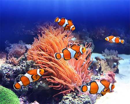 Sea anemone and clown fish in ocean Stock Photo - Budget Royalty-Free & Subscription, Code: 400-07833652