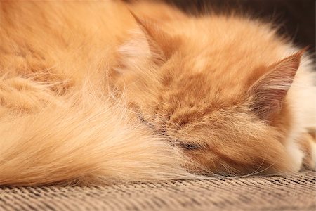 simsearch:400-05353672,k - Ginger cat sleeping on the bed close up Stock Photo - Budget Royalty-Free & Subscription, Code: 400-07840228