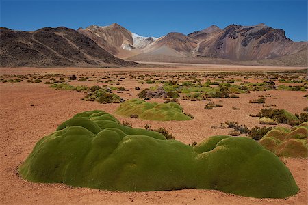 désert de l’atacama - Colourful mountains at Suriplaza in the Atacama Desert of north east Chile. The green plants in the foreground are rare native cushion plant known as Azorella compacta, also called llareta in Spanish. The altitude is in excess of 4,000 metres. Photographie de stock - Aubaine LD & Abonnement, Code: 400-07894376