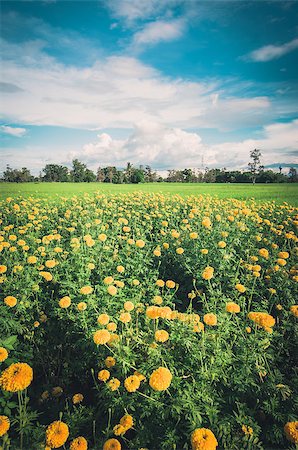 Marigolds or Tagetes erecta flower in the nature or garden vintage Stock Photo - Budget Royalty-Free & Subscription, Code: 400-07894399