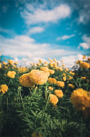 Marigolds or Tagetes erecta flower in the nature or garden vintage Stock Photo - Budget Royalty-Free & Subscription, Code: 400-07894401