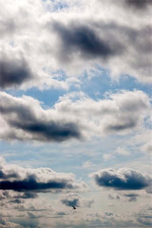 simsearch:400-08333897,k - single bird flying in the beautiful cloudy blue sky in Ireland Stock Photo - Budget Royalty-Free & Subscription, Code: 400-07894489