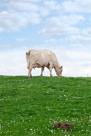 simsearch:400-08692999,k - lone cow feeding on the green grass of county Kerry Ireland on the wild atlantic way Foto de stock - Super Valor sin royalties y Suscripción, Código: 400-07894491