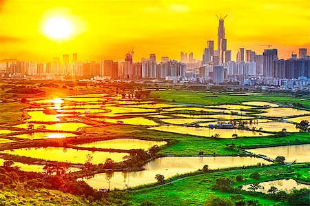 simsearch:400-07630733,k - hong kong countryside sunset, rice field and modern office buildings Stock Photo - Budget Royalty-Free & Subscription, Code: 400-07894506