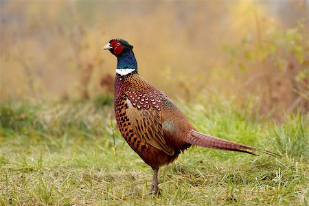 simsearch:400-07577508,k - Beautifully colored pheasant in the natural environment / Phasianus colchicus Photographie de stock - Aubaine LD & Abonnement, Code: 400-07894554