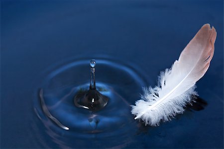 simsearch:400-06772771,k - Bird feather on water surface with free space for text Photographie de stock - Aubaine LD & Abonnement, Code: 400-07894606