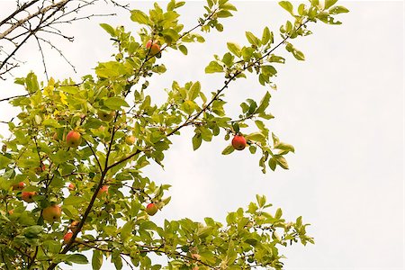 simsearch:400-07513164,k - Red apples on the tree in autumn day Stockbilder - Microstock & Abonnement, Bildnummer: 400-07894791