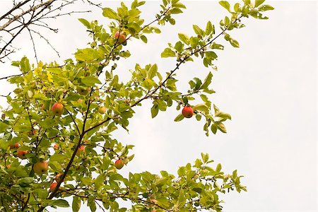 simsearch:400-07513164,k - Red apples on the tree in autumn day Stock Photo - Budget Royalty-Free & Subscription, Code: 400-07894791