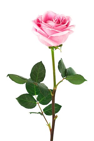 single pink rose on a white background Fotografie stock - Microstock e Abbonamento, Codice: 400-07895086