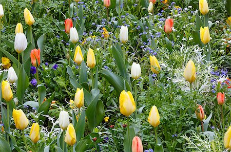 simsearch:400-06633565,k - Beautiful varicolored tulips  in the spring time. Nature many-coloured background. Fotografie stock - Microstock e Abbonamento, Codice: 400-07895207