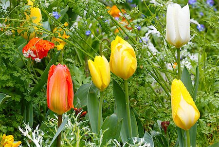 simsearch:400-04416181,k - Beautiful varicolored tulips  in the spring time. Nature many-coloured background. Fotografie stock - Microstock e Abbonamento, Codice: 400-07895208