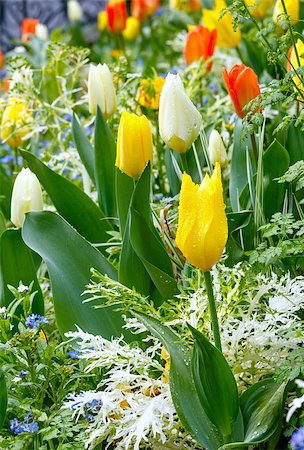 simsearch:400-04416181,k - Beautiful varicolored tulips  in the spring time. Nature many-coloured background. Fotografie stock - Microstock e Abbonamento, Codice: 400-07895209