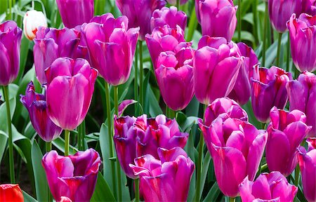 simsearch:400-06633565,k - Beautiful purple tulips in the spring time (macro). Fotografie stock - Microstock e Abbonamento, Codice: 400-07895211