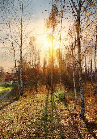 simsearch:400-07932171,k - Birches near the river in the autumn Foto de stock - Super Valor sin royalties y Suscripción, Código: 400-07895237