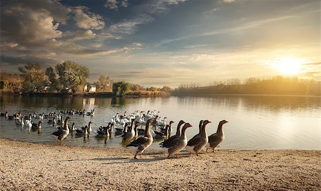 sunset summer food - Flock of geese on the village pond Stock Photo - Budget Royalty-Free & Subscription, Code: 400-07895238