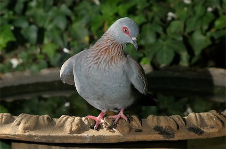 simsearch:400-06423262,k - Speckled Pigeon, Columba guinea, in funny pose Photographie de stock - Aubaine LD & Abonnement, Code: 400-07895314