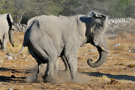 fighting african elephant - An Elephant charging another elephant, Okaukeujo waterhole, Etosha National Park, Namibia Stock Photo - Budget Royalty-Free & Subscription, Code: 400-07895318