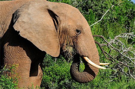 simsearch:400-03930149,k - Elephant drinking water at Harpoor Dam, Addo Elephant National park, South Africa Stock Photo - Budget Royalty-Free & Subscription, Code: 400-07895312