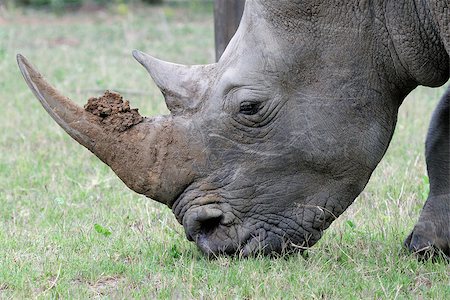 simsearch:400-03930149,k - A white rhino male with mud on horn Stock Photo - Budget Royalty-Free & Subscription, Code: 400-07895320