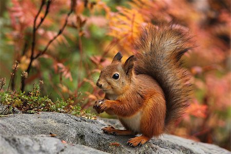 simsearch:400-03936928,k - Cute red squirrel in autumn forest natural scenery Fotografie stock - Microstock e Abbonamento, Codice: 400-07895746