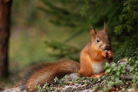 simsearch:400-03936928,k - Cute red squirrel in green forest natural scenery Fotografie stock - Microstock e Abbonamento, Codice: 400-07895747