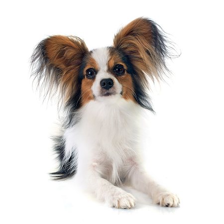 simsearch:400-08098706,k - young papillon in front of white background Stock Photo - Budget Royalty-Free & Subscription, Code: 400-07895769