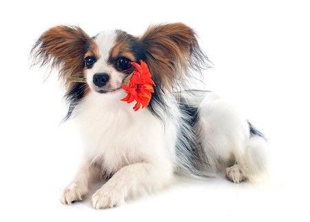 simsearch:400-08098706,k - young papillon in front of white background Stock Photo - Budget Royalty-Free & Subscription, Code: 400-07895774