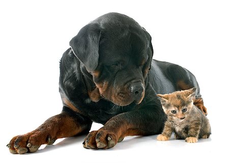 young rottweiler and kitten in front of white background Stock Photo - Budget Royalty-Free & Subscription, Code: 400-07895784