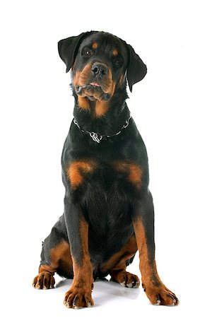 rottweiler - young rottweiler in front of white background Photographie de stock - Aubaine LD & Abonnement, Code: 400-07895786