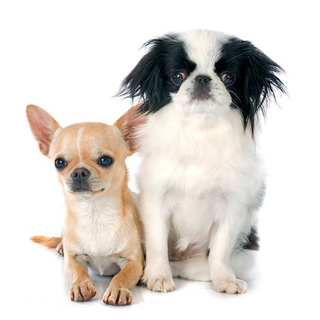 simsearch:400-09140902,k - two little dogs in front of white background Photographie de stock - Aubaine LD & Abonnement, Code: 400-07895792