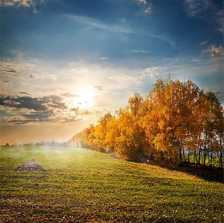 simsearch:400-04873565,k - Trees with yellow leaves in the autumn field Fotografie stock - Microstock e Abbonamento, Codice: 400-07896178