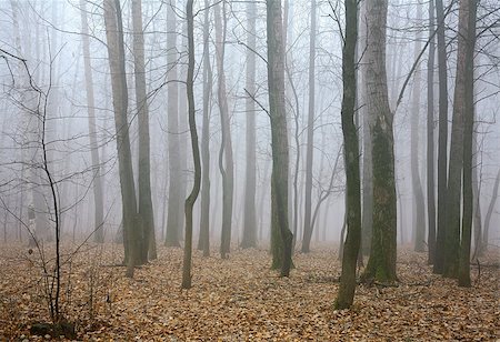 simsearch:400-04318525,k - Mist autumn forest Stock Photo - Budget Royalty-Free & Subscription, Code: 400-07897418