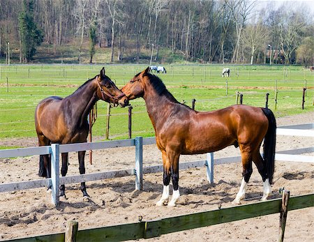 Two horses  behind a farm fence Stock Photo - Budget Royalty-Free & Subscription, Code: 400-07898426