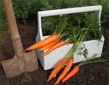 simsearch:652-03635670,k - Harvest of fresh carrot Photographie de stock - Aubaine LD & Abonnement, Code: 400-07898548