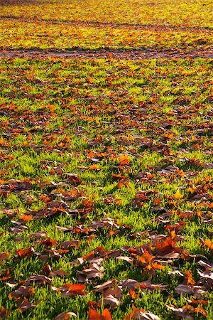 simsearch:851-02963822,k - autumnal atmosphere down in the park - thousands of brown maple leaves lying on green grassland Stockbilder - Microstock & Abonnement, Bildnummer: 400-07898597