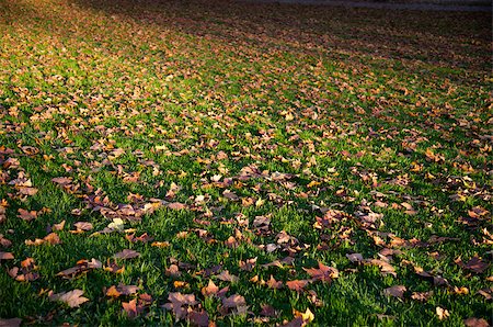 simsearch:851-02963822,k - autumnal atmosphere down in the park - thousands of brown maple leaves lying on green grassland Stockbilder - Microstock & Abonnement, Bildnummer: 400-07898598
