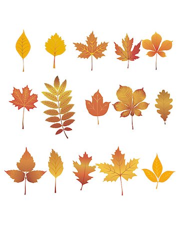 Vector illustration of a autumn leaves set Foto de stock - Super Valor sin royalties y Suscripción, Código: 400-07898607