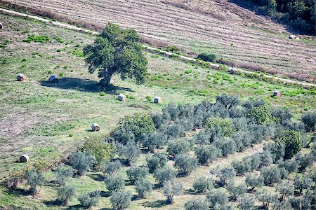 An image of olive trees in Tuscany Italy Stock Photo - Budget Royalty-Free & Subscription, Code: 400-07898956