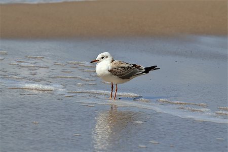 simsearch:689-03125806,k - Seagull on the sandy beach close up Stock Photo - Budget Royalty-Free & Subscription, Code: 400-07899063