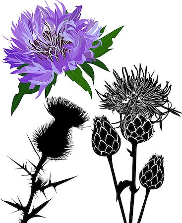 thistle Stock Photo - Budget Royalty-Free & Subscription, Code: 400-07899212