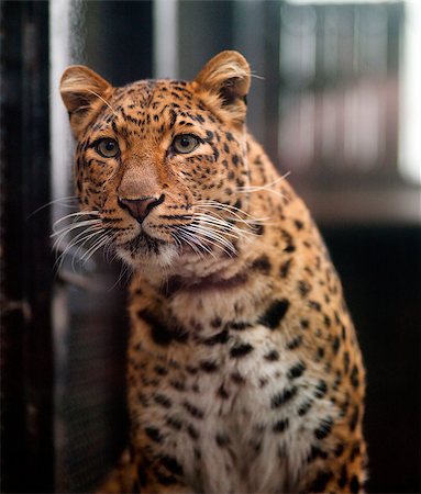 simsearch:400-04399380,k - Photo tiger at the zoo tranquil scene Stockbilder - Microstock & Abonnement, Bildnummer: 400-07899423