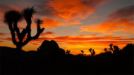 A unique tree to the southern California landscape stands here awash in orange hues. Photographie de stock - Aubaine LD & Abonnement, Code: 400-07899846