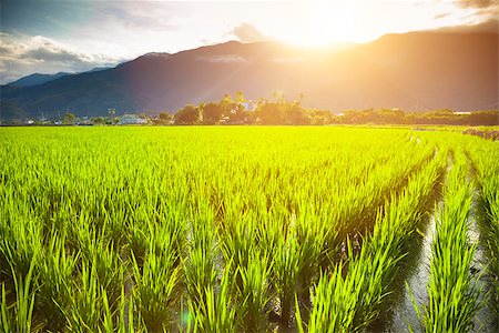 simsearch:400-04740132,k - green rice field with cloud and mountain background Stock Photo - Budget Royalty-Free & Subscription, Code: 400-07891891