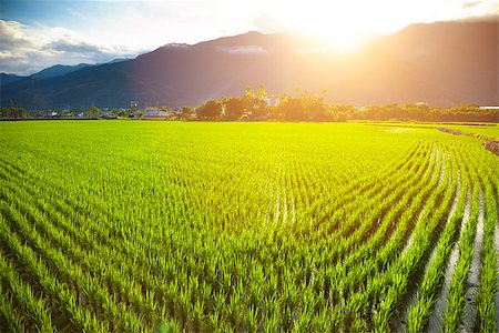 simsearch:400-04740132,k - green rice field with cloud and mountain background Stock Photo - Budget Royalty-Free & Subscription, Code: 400-07891892
